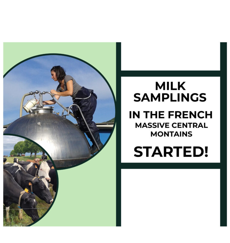 The milk sampling in the French Massif Central mountains started!